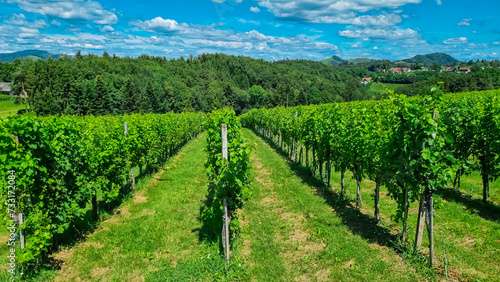 Scenic view of vineyards near Ehrenhausen an der Weinstrasse  wine road   Leibnitz  South Styria  Austria. Winery Skoff stretching over lush green hills. Idyllic hiking trails in Styrian Tuscany