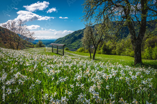 Fototapeta Naklejka Na Ścianę i Meble -  Blooming white daffodil flowers on the green hills in Slovenia
