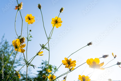 yellow flowers in the field