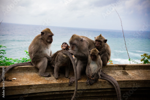 Famille de macaques d'Asie au bord de l'océan © DamienR