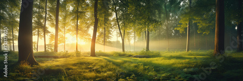 Beautiful forest with bright sun shining through the trees. Scenic forest of trees framed by leaves, with the sunrise casting its warm rays through the foliage.