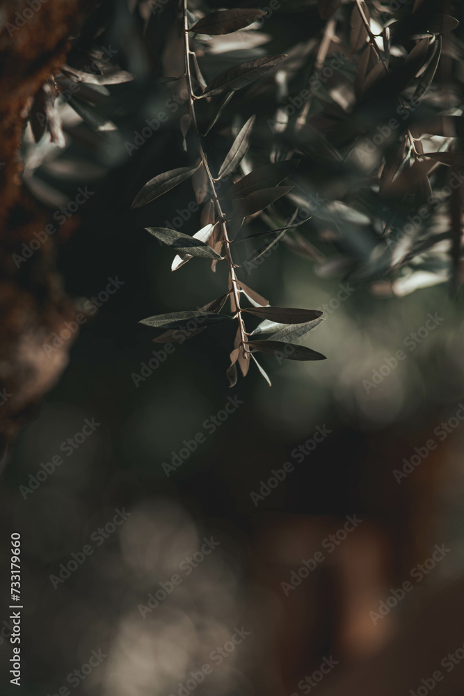 Ramo de folhas de oliveira
