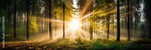 Beautiful forest with bright sun shining through the trees. Scenic forest of trees framed by leaves  with the sunrise casting its warm rays through the foliage.