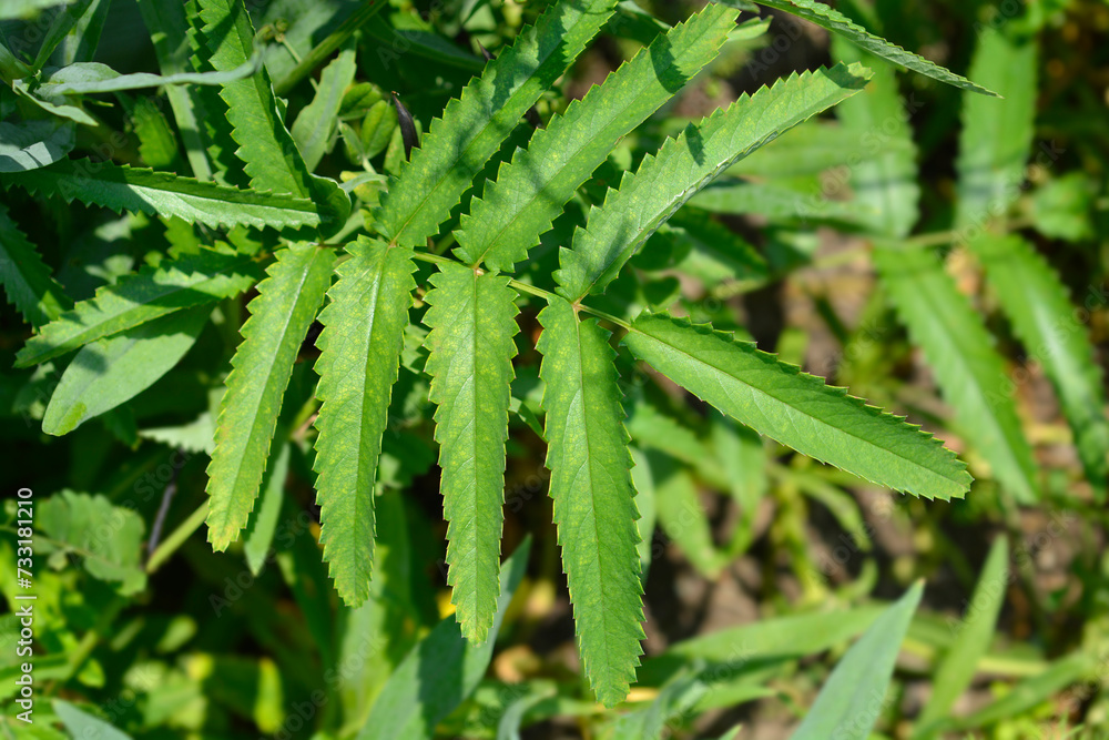 White Oriental Burnet leaves White Oriental Burnet leaves