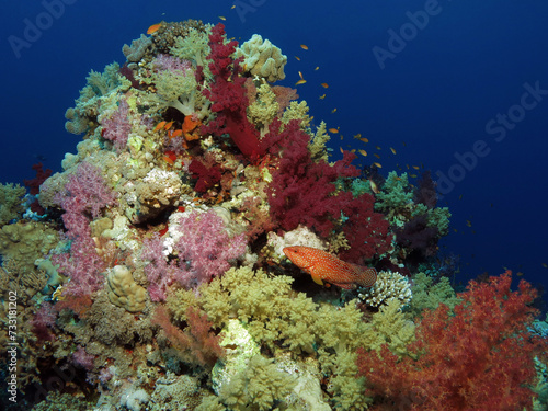 A colourful Red Sea coral reef 