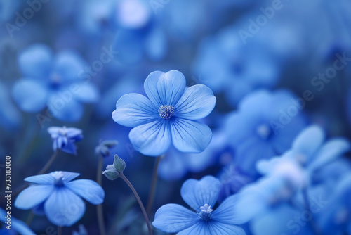 Close-up of Blue Flower Petals. beautiful blue flowers. For design. Closeup. Nature. flower with dew in slight color variations ranging from blue to purple. Shallow depth. © Nataliia_Trushchenko