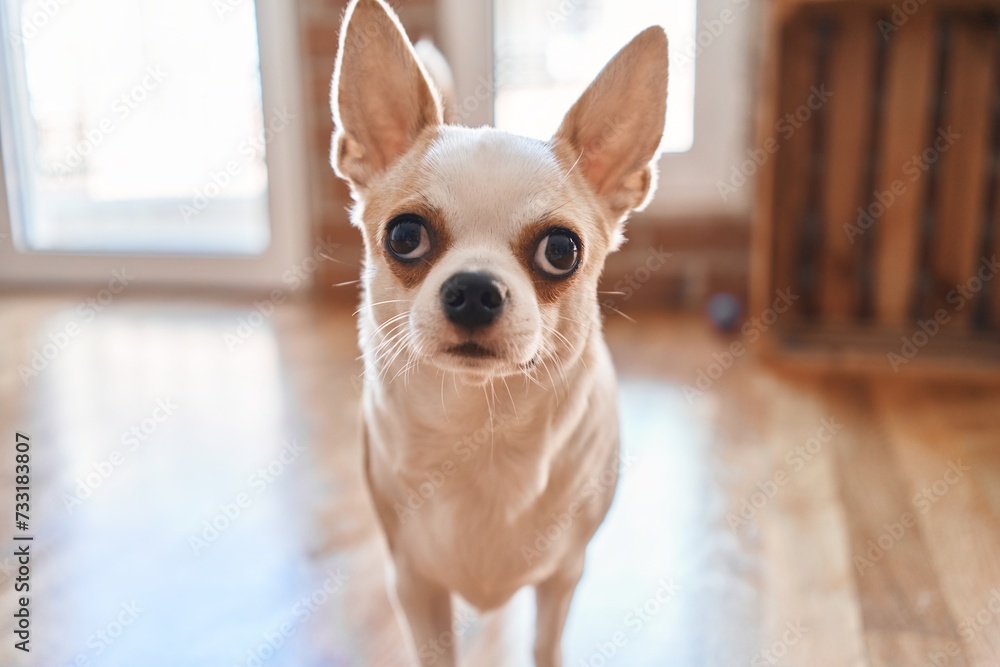 Close-up of a curious chihuahua indoors with hardwood floors and natural light.