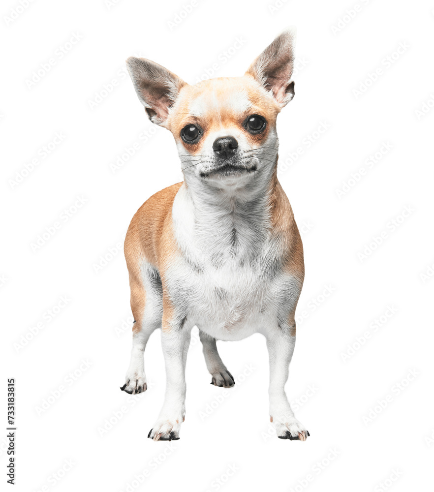 A chihuahua stands isolated against a white background, showcasing its small stature and attentive gaze.