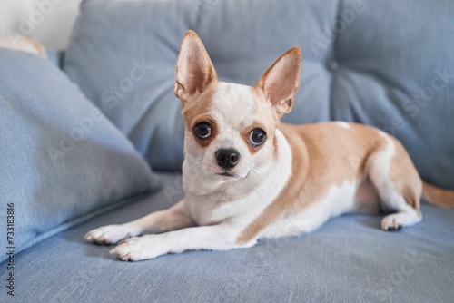 A small chihuahua lying alert on a blue sofa  looking into the camera with large  expressive eyes.