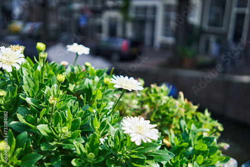 White flowers in focus with blurred cityscape and canal in amsterdam backdrop.