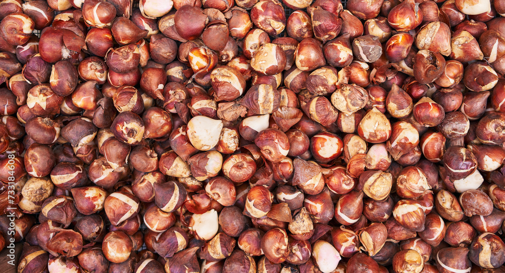 Close-up of numerous brown tulip bulbs filling the frame, representing agriculture and gardening. Close-up of numerous brown tulip bulbs filling the frame, representing agriculture and gardening.