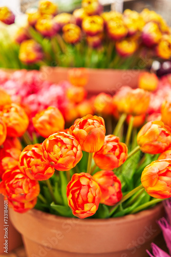 Vibrant tulips in clay pots at a colorful flower market  depicting natural beauty and horticulture.