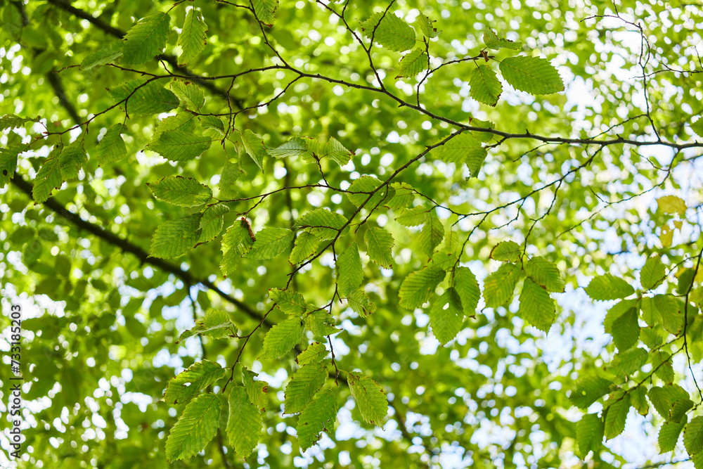 Fototapeta premium Sunlight filters through vibrant green leaves in a tranquil forest canopy scene.
