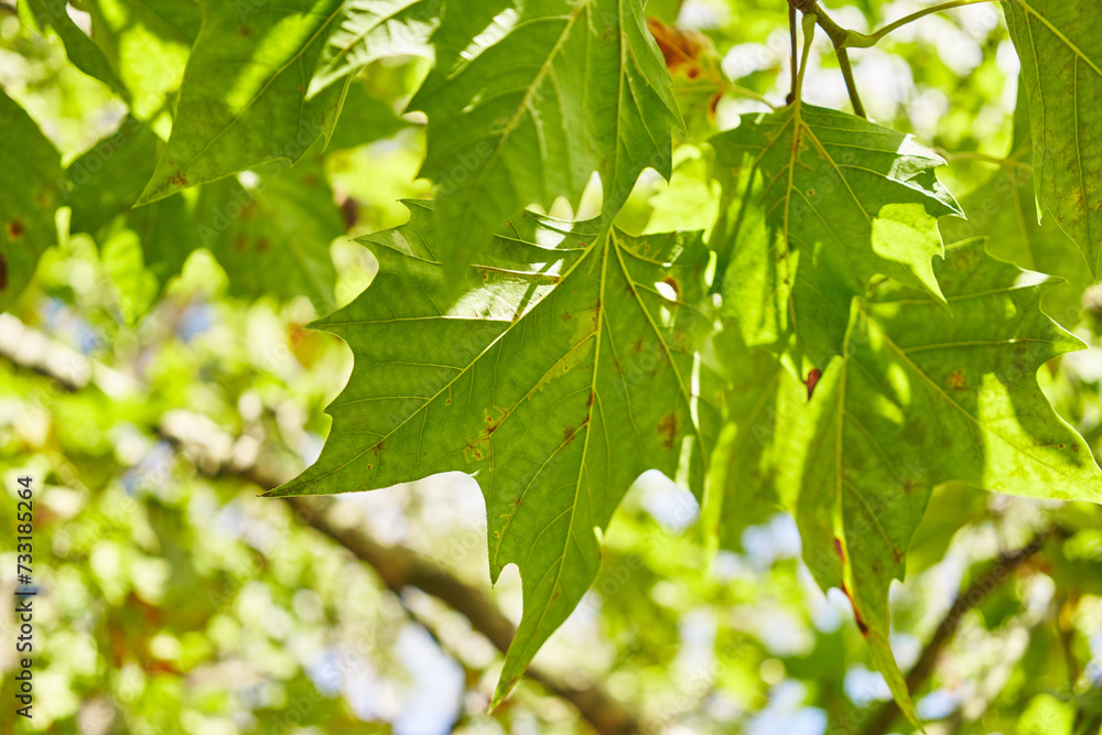 A close-up shot of sunlit green maple leaves against a clear blue sky. A close-up shot of sunlit green maple leaves against a clear blue sky.