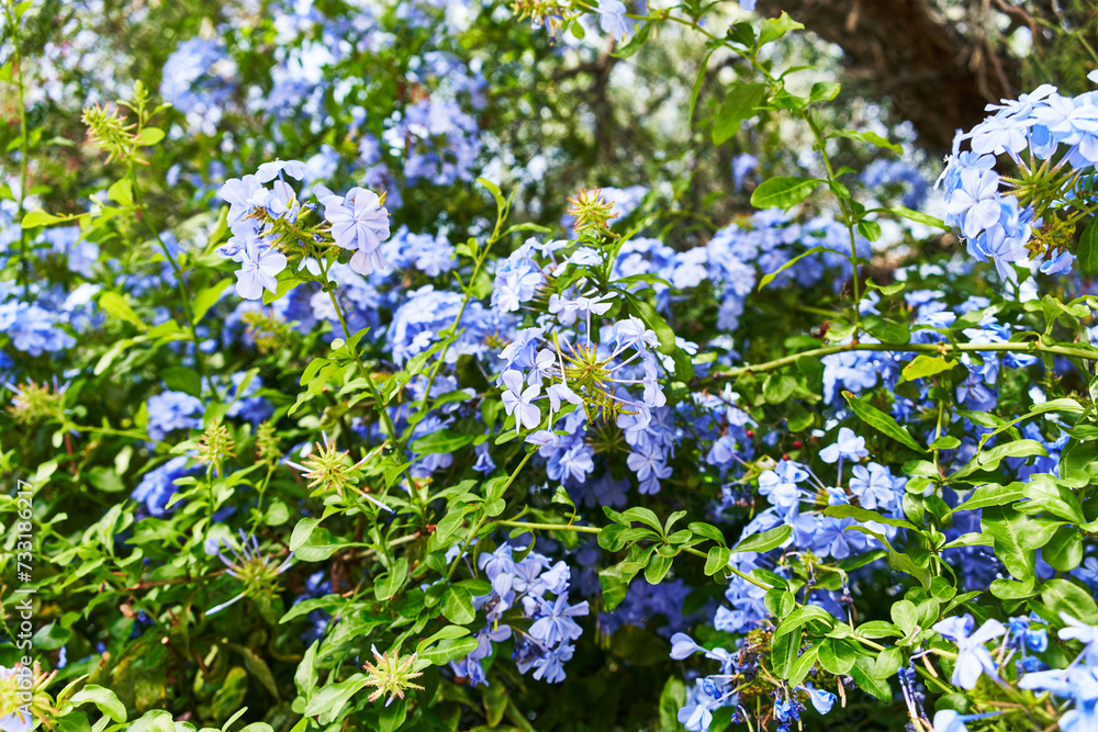A vibrant display of blue plumbago flowers in bloom, set against lush green foliage under natural sunlight. A vibrant display of blue plumbago flowers in bloom, set against lush green foliage under natural sunlight.