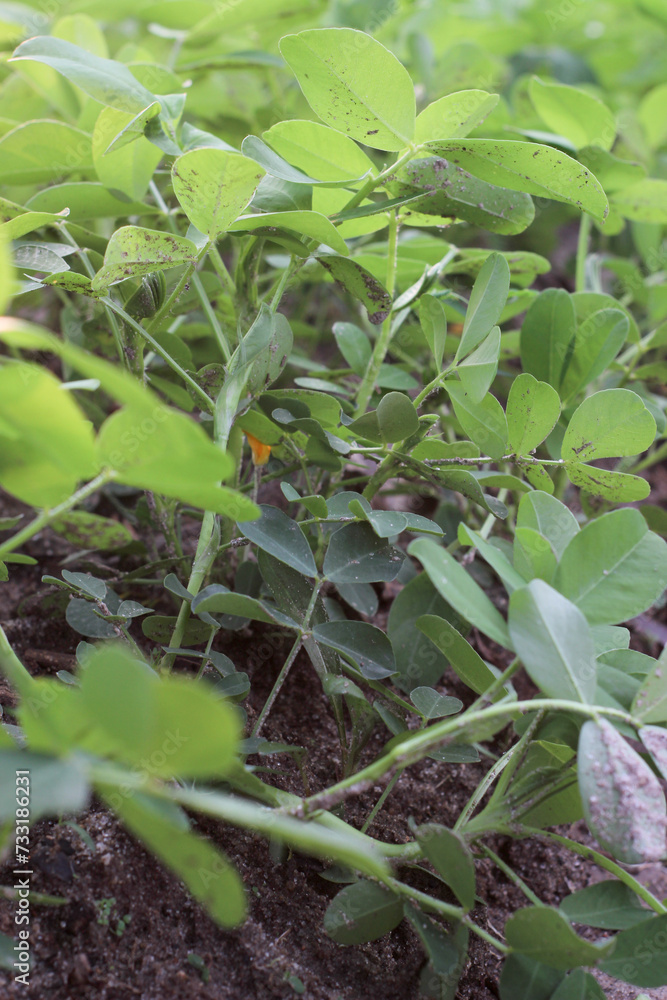 Portrait of Fresh green peanuts growing in a field, Peanuts are also known as peanuts, goober, pindar, or monkey nuts. Portrait of Fresh green peanuts growing in a field, Peanuts are also known as peanuts, goober, pindar, or monkey nuts.
