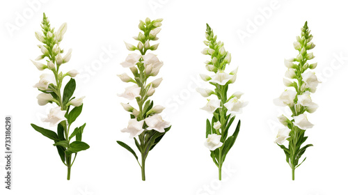 Collection of Snapdragon Flowers, Buds, and Leaves in Digital Art 3D Set, Perfect for Perfume and Essential Oil Designs - Vibrant Floral Elements Isolated on Transparent Background for Garden photo