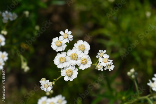 Sneezewort yarrow flowers