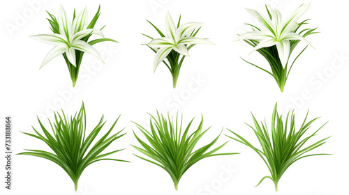 Spider Plant Leaves Isolated on Transparent Background  Modern Botanical Decor Element for Garden Designs and Indoor Decoration