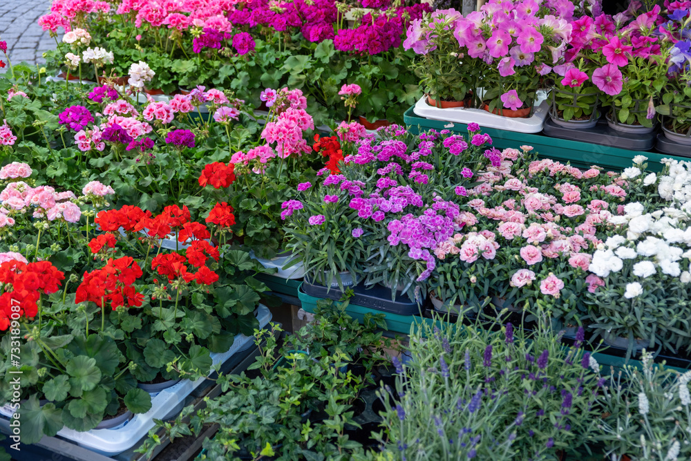 custom made wallpaper toronto digitalBright color blossom in an open air market background texture. Variety of flower in flowerpot.