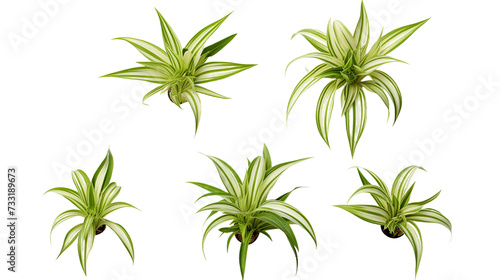 Spider Plant Leaves Isolated on Transparent Background, Modern Botanical Decor Element for Garden Designs and Indoor Decoration © Spear