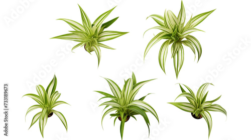 Spider Plant Leaves Isolated on Transparent Background, Modern Botanical Decor Element for Garden Designs and Indoor Decoration