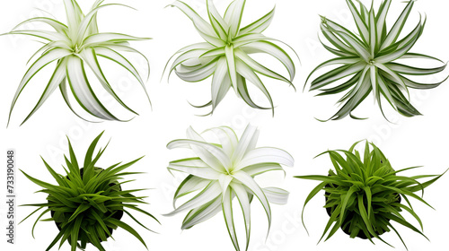 Spider Plant Leaves Isolated on Transparent Background, Modern Botanical Decor Element for Garden Designs and Indoor Decoration