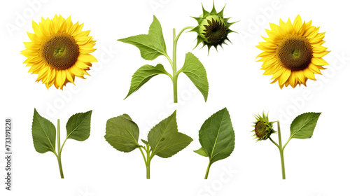 Sunflower Blooms and Botanical Elements for Garden Designs and Perfume Illustrations, Isolated on Transparent Background for Stunning Visuals and Creative Projects #733191228