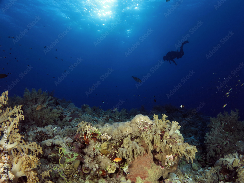 Fototapeta premium A scuba diver admiring a beautiful Red Sea coral reef 