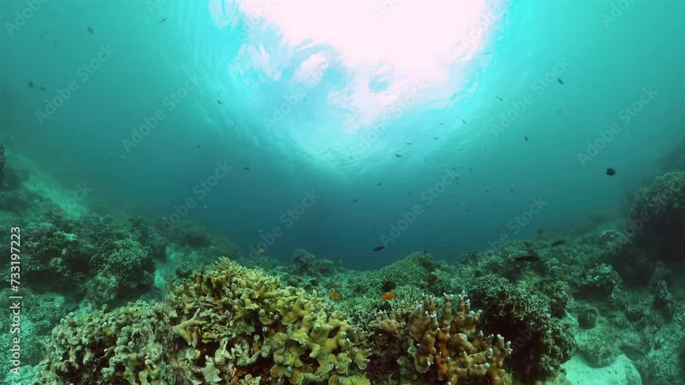 Coral reef and fish underwater. Marine protected area. Coral reef and fish underwater. Marine protected area.