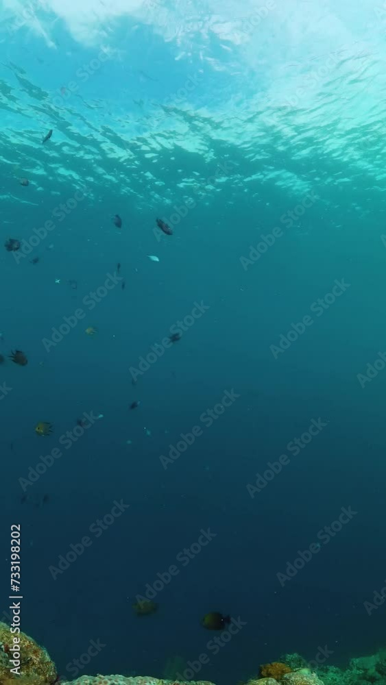 Fish and coral reefs under the sea. Underwater world background. Vertical view. Fish and coral reefs under the sea. Underwater world background. Vertical view.