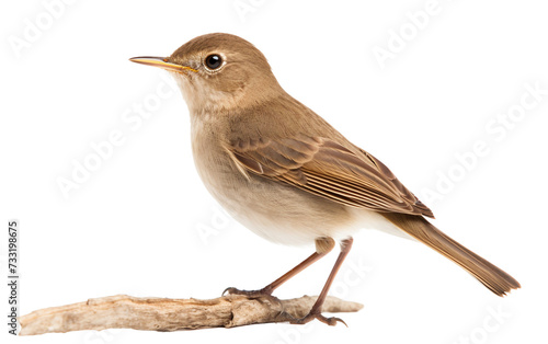 Enchanted Songbird Isolated on Transparent Background PNG.