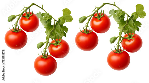 Tomato Plant Illustration Set on Transparent Background: Perfect for Garden Design, Floral Decor, and Creative Projects!
