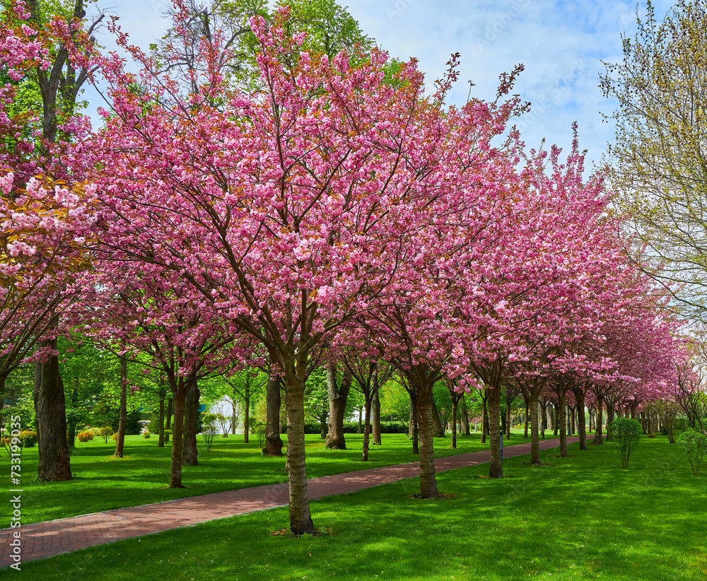 Spring Blossom Tunnel in the Park
