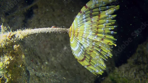 Side view of the polychaete European fan worm (Sabella spallanzanii) unfolding brightly colored tentacles to catch plankton. photo