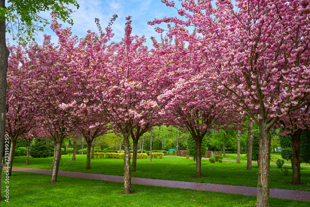 spring landscape with blooming sakura trees in the park spring landscape with blooming sakura trees in the park