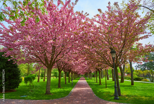 Spring Blossom Tunnel in the Park