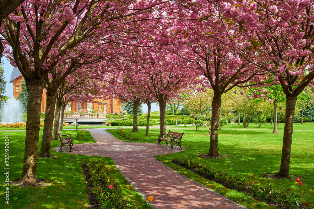 spring landscape with blooming sakura trees in the park