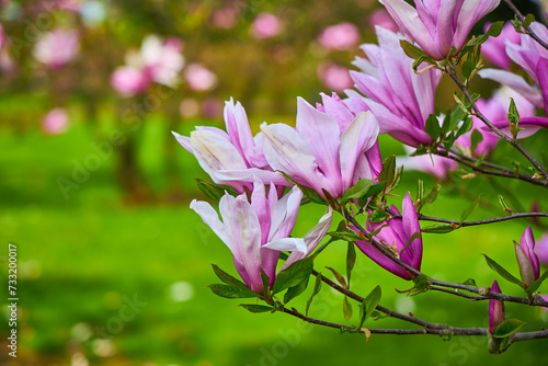 purple magnolia, branch with some flowers and buds, Magnolia liliiflora