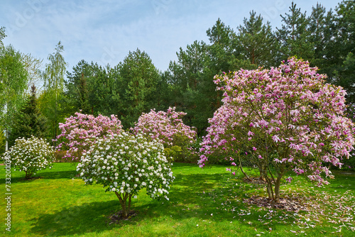 purple magnolia, branch with some flowers and buds, Magnolia liliiflora
