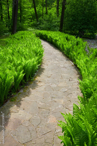 Fern-lined Park Path