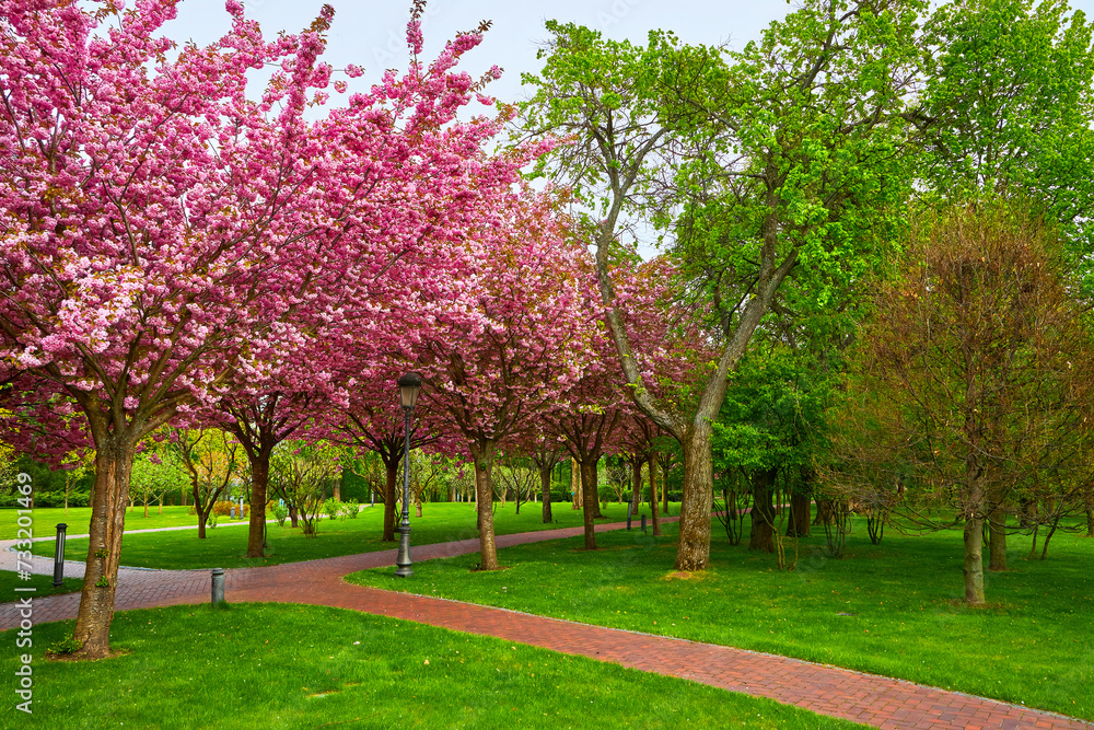 Spring Blossom Tunnel in the Park