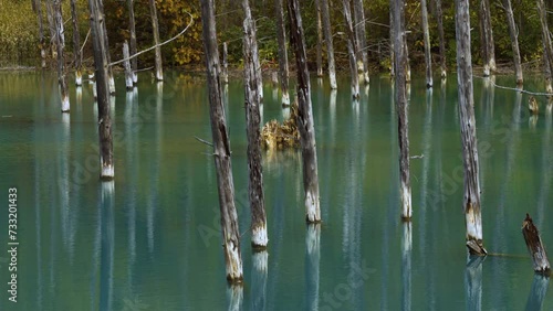 Cinematic shot of Aoiike Blue Pond in Biei City in Hokkaido, Japan