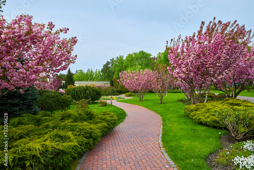 Sakura Cherry blossoming alley. Wonderful scenic park with rows of blooming cherry sakura trees and green lawn in spring.