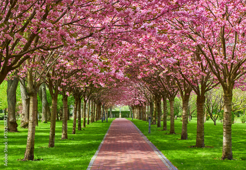 Fototapeta Naklejka Na Ścianę i Meble -  Sakura Cherry blossoming alley. Wonderful scenic park with rows of blooming cherry sakura trees and green lawn in spring.