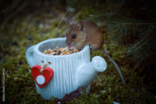 a portrait from a yellow necked mouse, apodemus flavicollis, in the garden on the floor at a winter evening, perching on a ceramic watering can photo