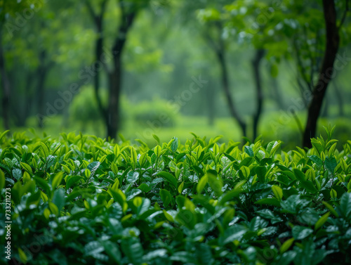 A picturesque photograph captures a lush tea garden after spring rainfall, situated in a serene estate setting witness tranquility and beauty.Perfect for wallpapers, cards, Tea marketing, backgrounds