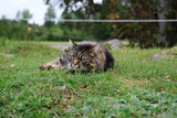Pretty, cute cat on a meadow playing in Skaraborg Sweden