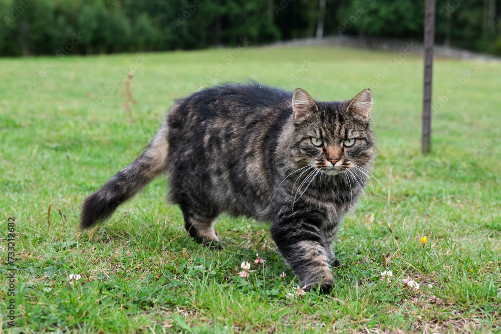 Pretty, cute cat on a meadow playing in Skaraborg Sweden Pretty, cute cat on a meadow playing in Skaraborg Sweden
