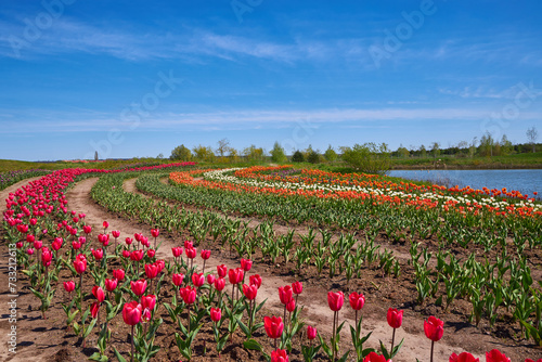 Wallpaper Mural Tulip field with rows of different color Torontodigital.ca